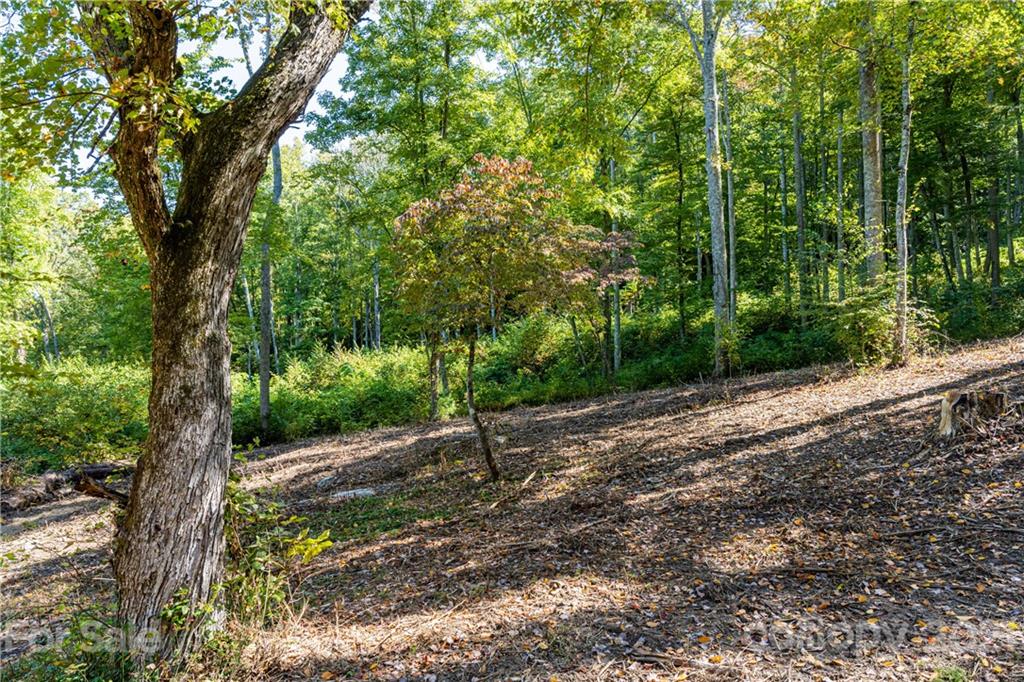 9999 Bishop Cove Road Fairview, NC 28730 - Photo 3 of 33 a view of a forest filled with trees