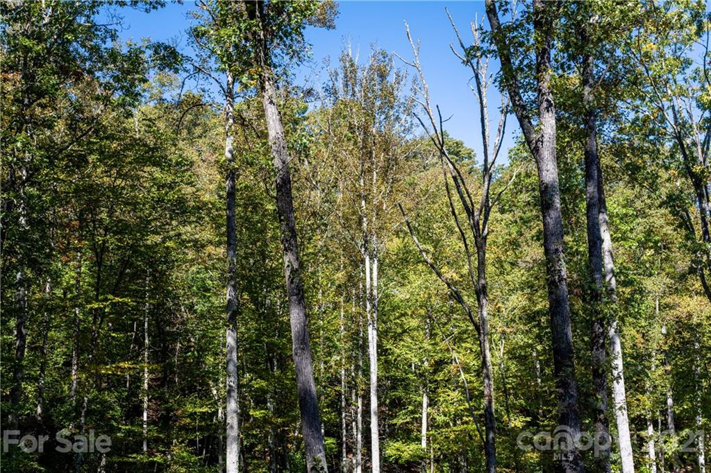 9999 Bishop Cove Road Fairview, NC 28730 - Photo 25 of 33 a view of a forest with a tree