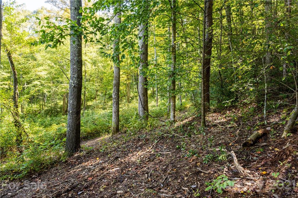 9999 Bishop Cove Road Fairview, NC 28730 - Photo 26 of 33 a view of a forest that has large trees