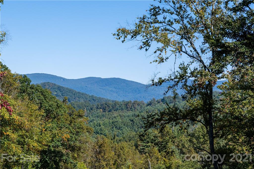9999 Bishop Cove Road Fairview, NC 28730 - Photo 27 of 33 a view of a forest with a tree