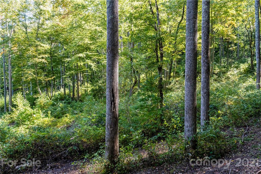 9999 Bishop Cove Road Fairview, NC 28730 - Photo 28 of 33 a view of outdoor space and trees