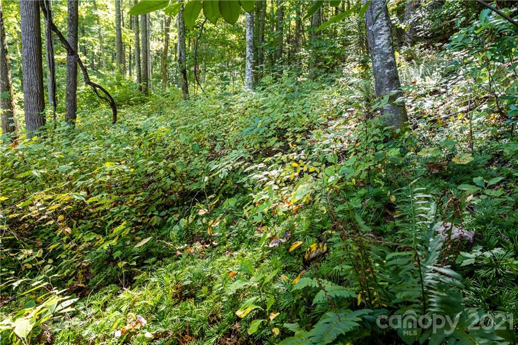 9999 Bishop Cove Road Fairview, NC 28730 - Photo 30 of 33 a view of a lush green forest