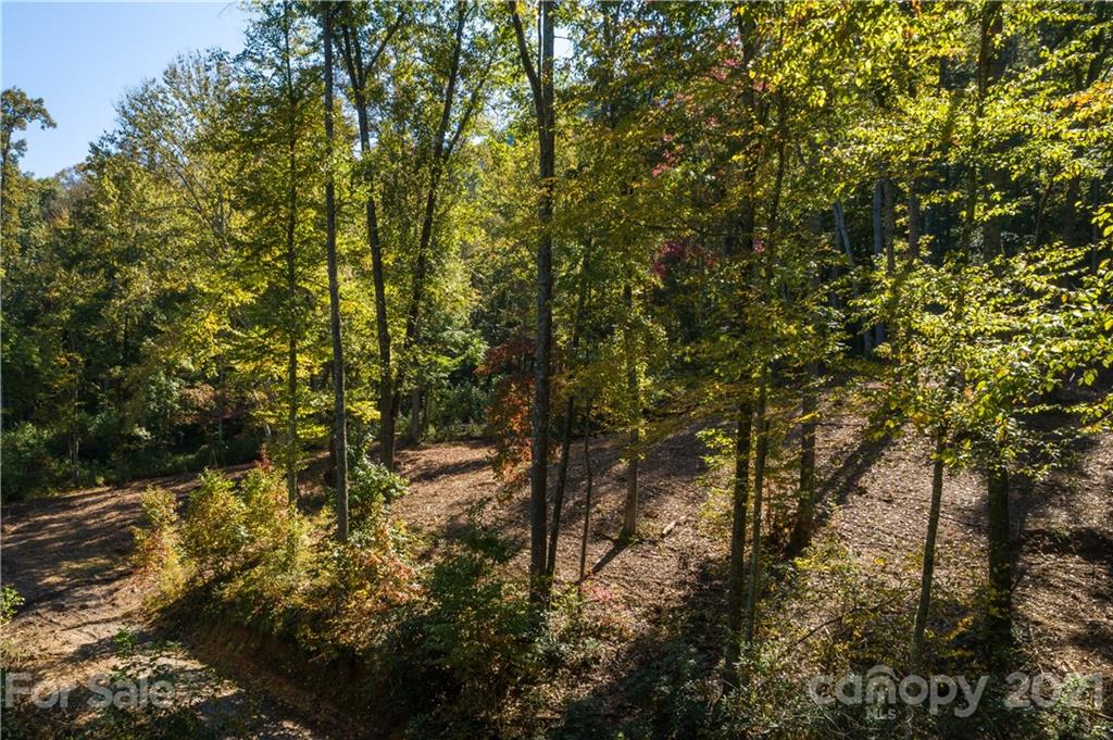 9999 Bishop Cove Road Fairview, NC 28730 - Photo 31 of 33 a view of a forest with lots of trees