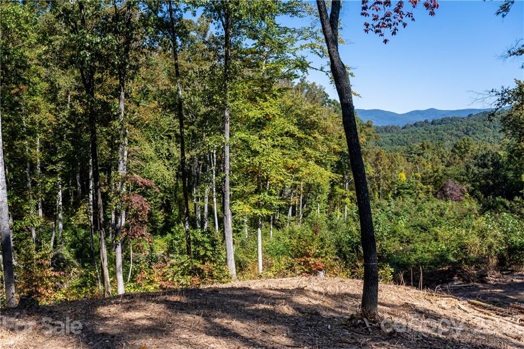 9999 Bishop Cove Road Fairview, NC 28730 - Photo 32 of 33 a view of a forest