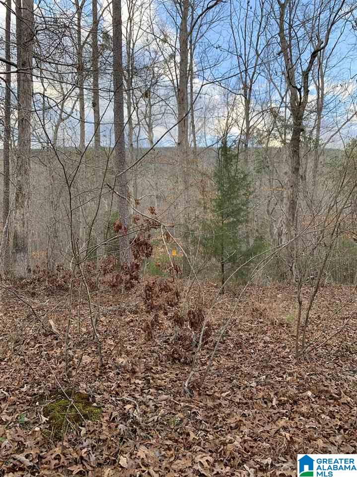 835 Nubbin Creek Road Lineville, AL 36266 - Photo 5 of 49 Gallery Image 5