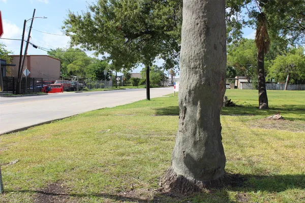a view of a trees with a yard