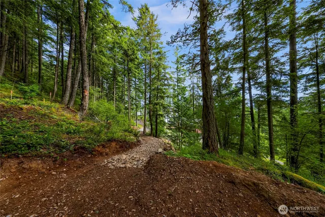 a view of a forest with trees