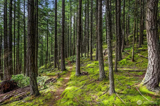 a view of backyard with green space