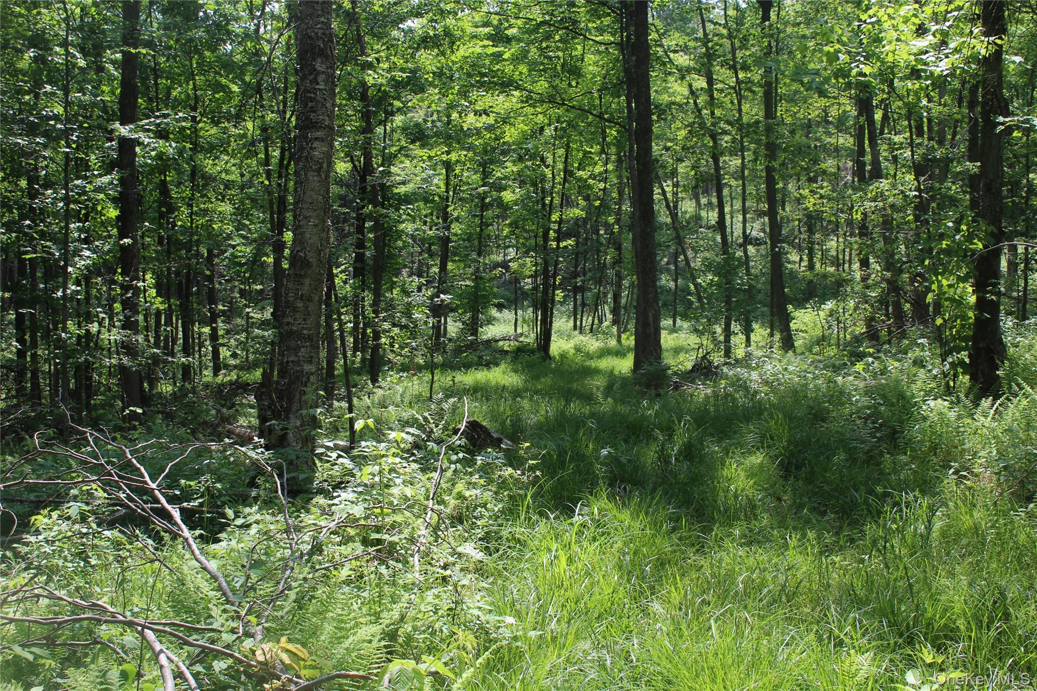 624 County Road Fremont Center, NY 12736 - Photo 18 of 40 Nature