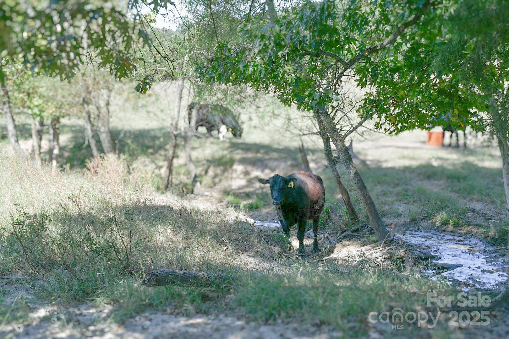 3539 Highway 97 Sharon, SC 29742 - Photo 6 of 19 a view of a tree in a yard