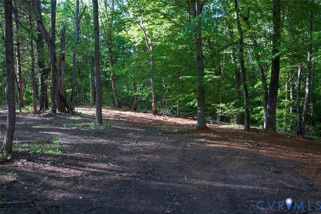 176 Ampthill Road Cartersville, VA 23027 - Photo 18 of 25 a view of a tree in the middle of a forest
