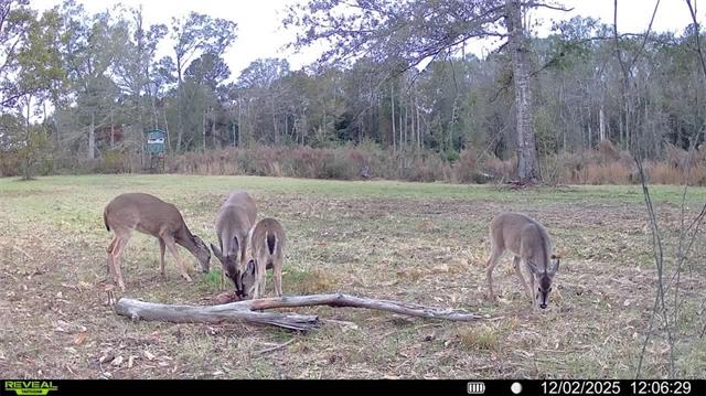 0 Centerville Road Tylertown, MS 39667 - Photo 2 of 13 Gallery Image 2