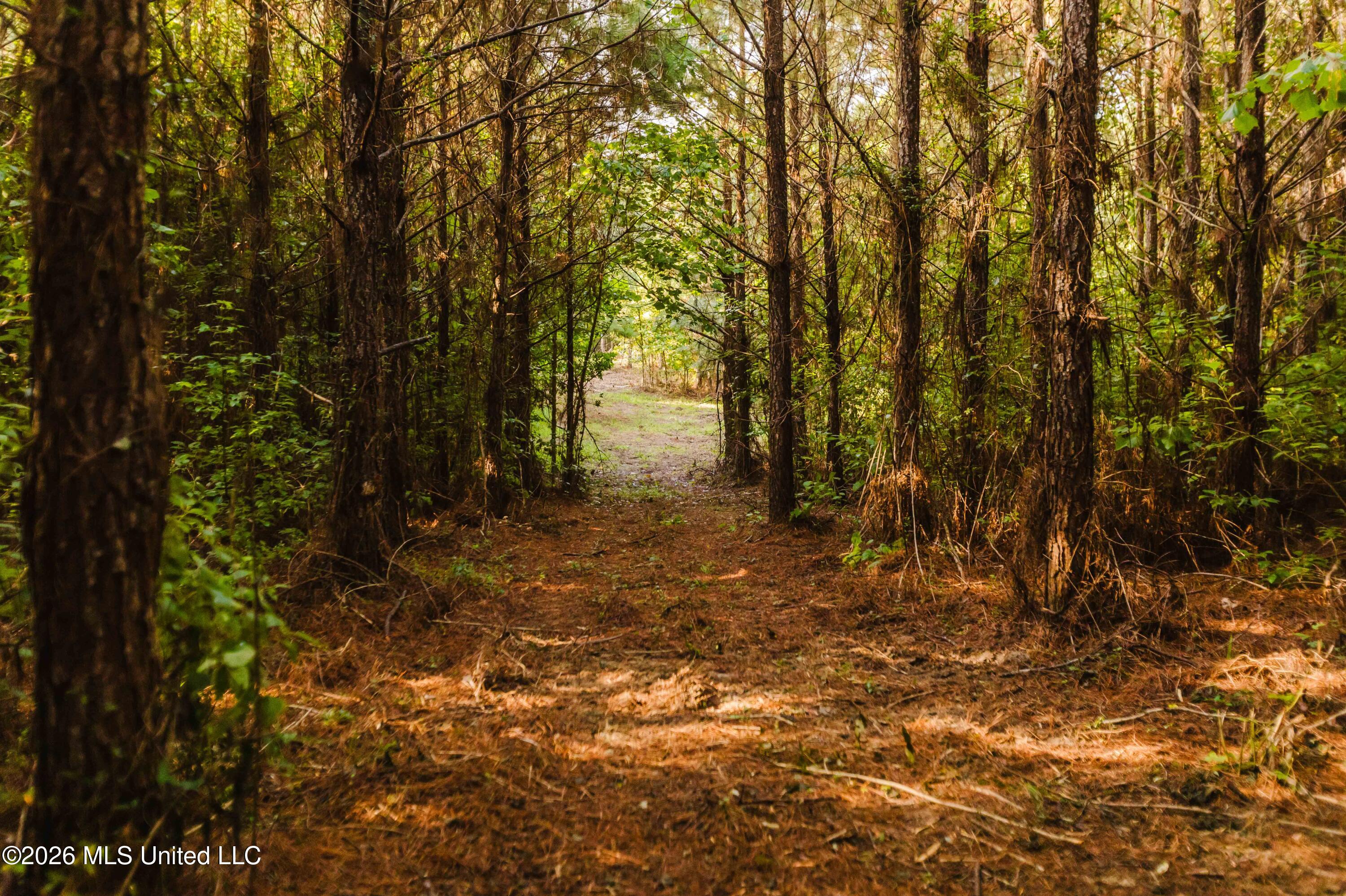 235 Woodrow Martin Road Brandon, MS 39042 - Photo 25 of 36 watsonphotography260721085026