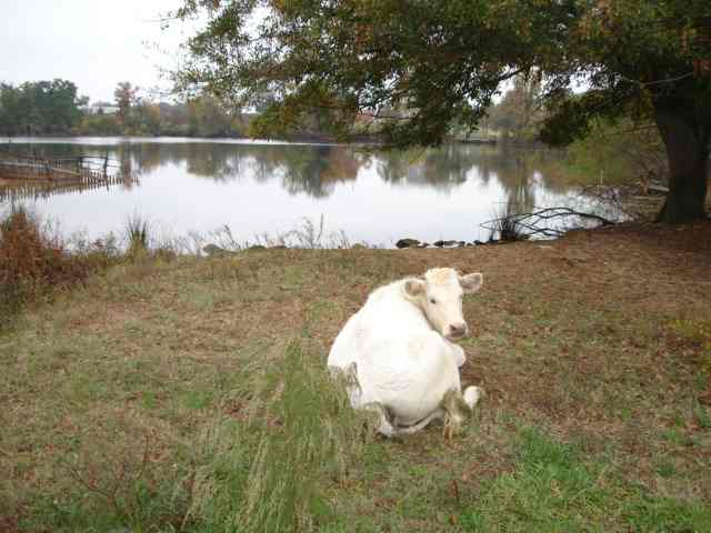 3991 Old Furnace Road Chesnee, SC 29323 - Photo 17 of 25 Gallery Image 17