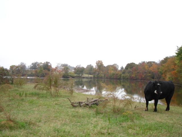 3991 Old Furnace Road Chesnee, SC 29323 - Photo 19 of 25 Gallery Image 19
