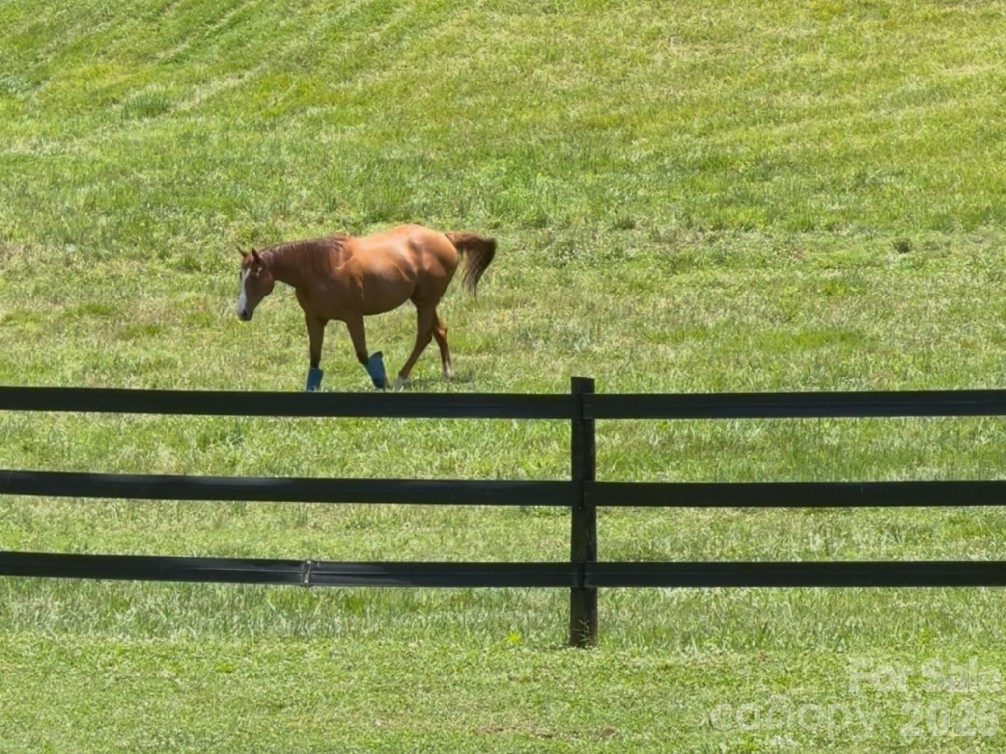 256 Johnson Dairy Road Davidson, NC 28036 - Photo 9 of 46