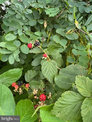 $459,900 | 9195 White Shop Road, Culpeper, VA 22701