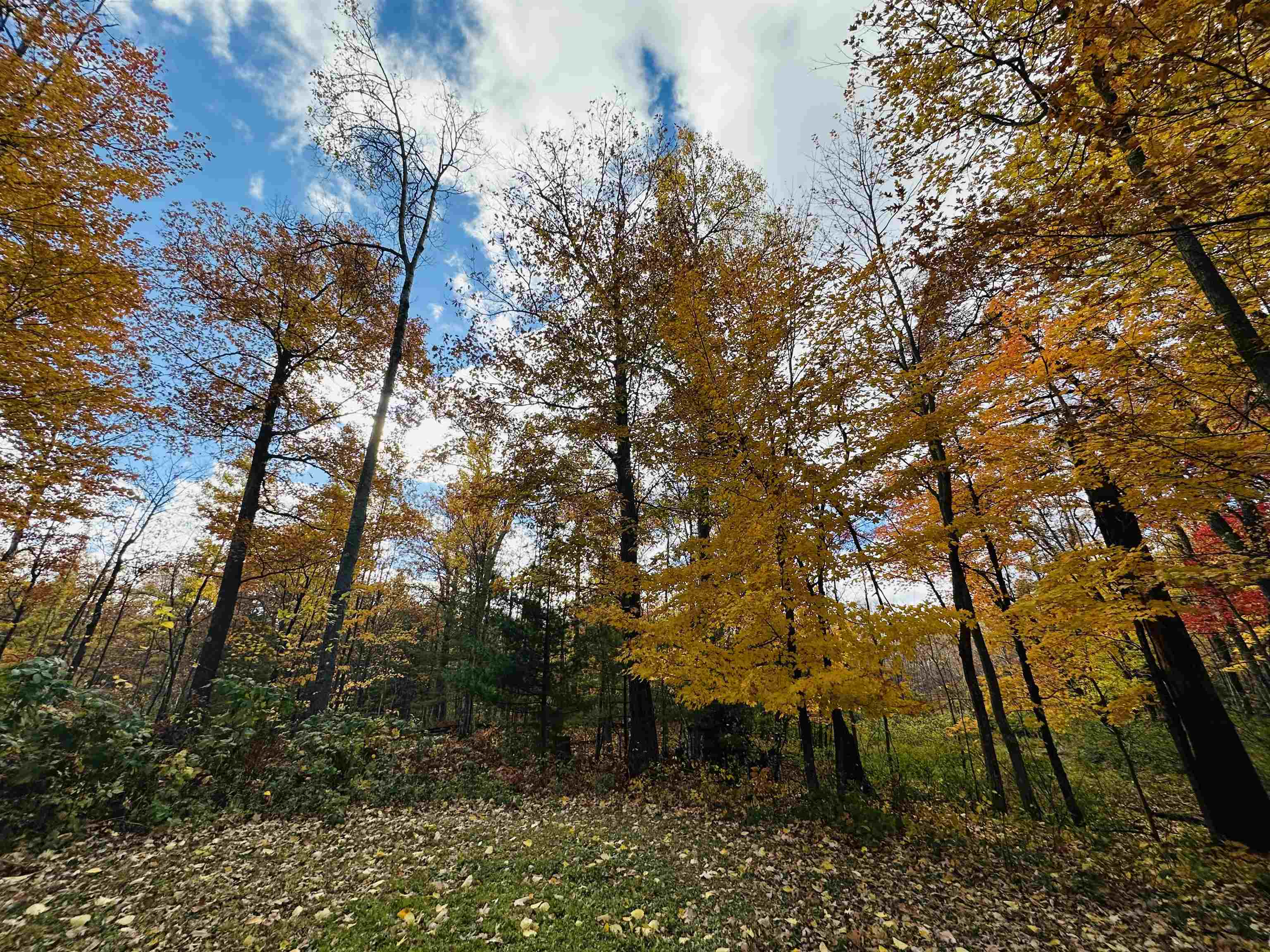 6955 Kolling Road Iron River, WI 54847 - Photo 17 of 22 View of wooded area