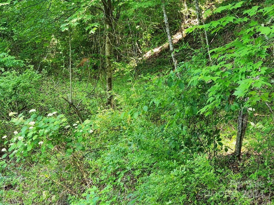 0 Hickory Nut Ridge Road Burnsville, NC 28714 - Photo 17 of 34 Gallery Image 17