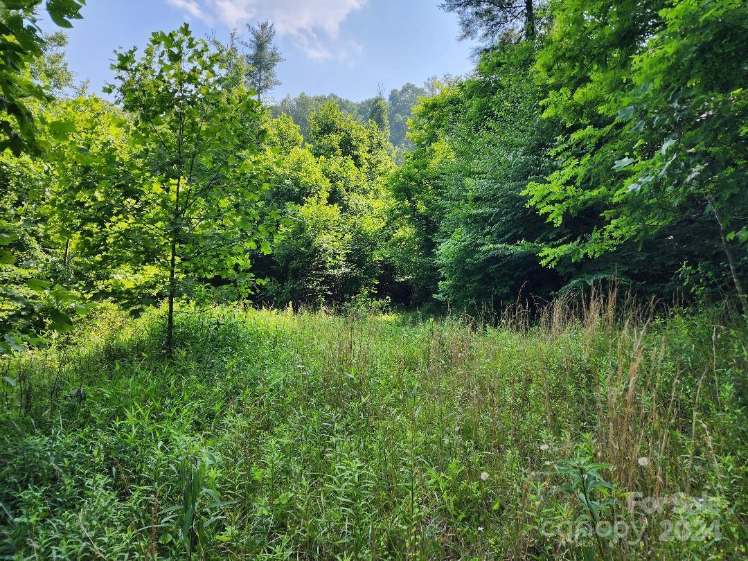 0 Hickory Nut Ridge Road Burnsville, NC 28714 - Photo 5 of 34 Gallery Image 5