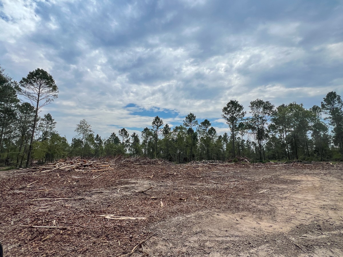33 Boontown Road Trinity, TX 75862 - Photo 11 of 12 a view of a field with plants