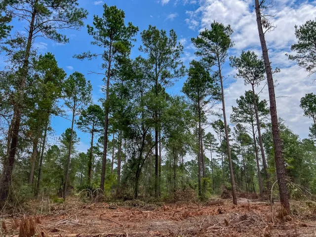 a view of a forest with trees in front of it