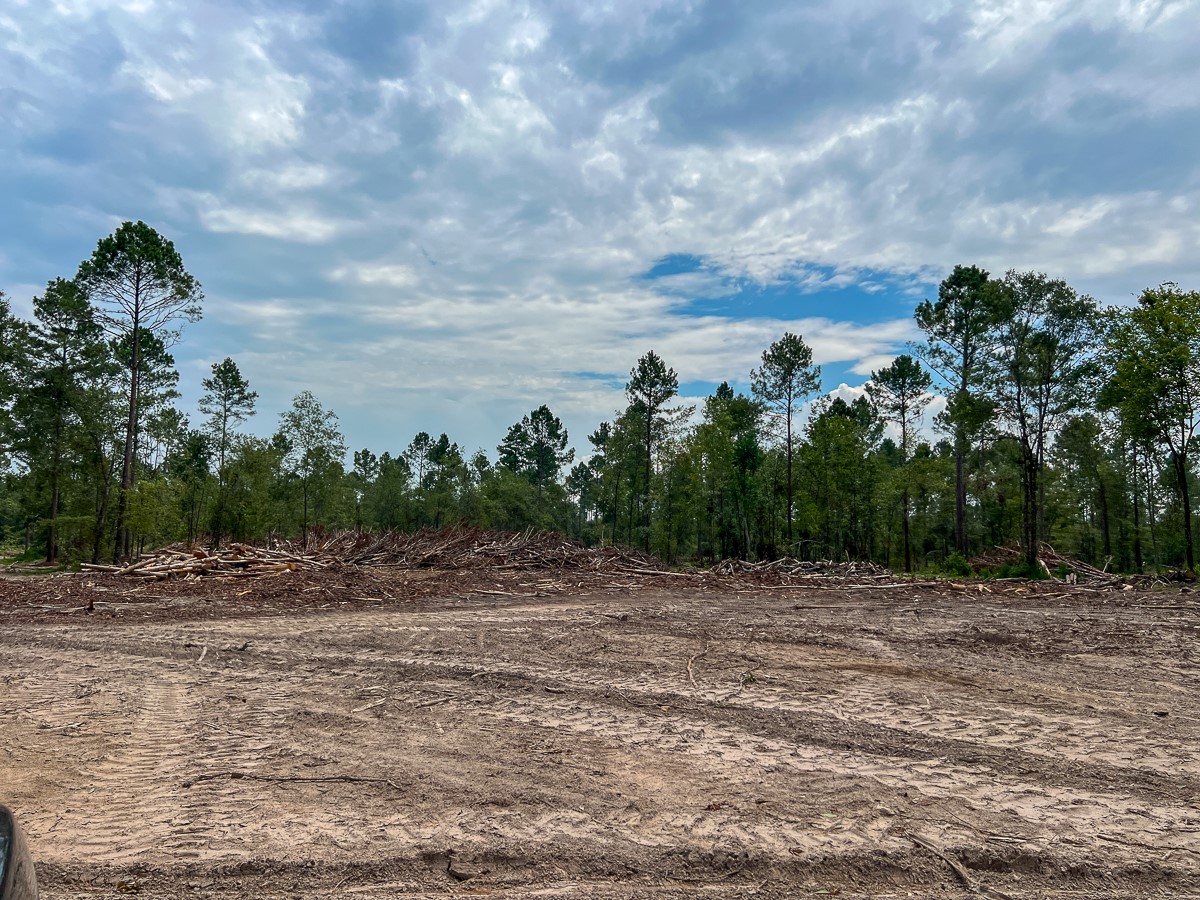 33 Boontown Road Trinity, TX 75862 - Photo 9 of 12 a view of a dry yard with trees in the background
