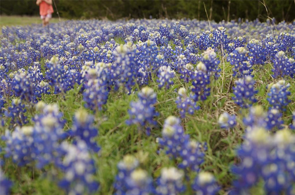 1198 South Clark Road Cedar Hill, TX 75104 - Photo 23 of 33 a view of a bunch of flowers