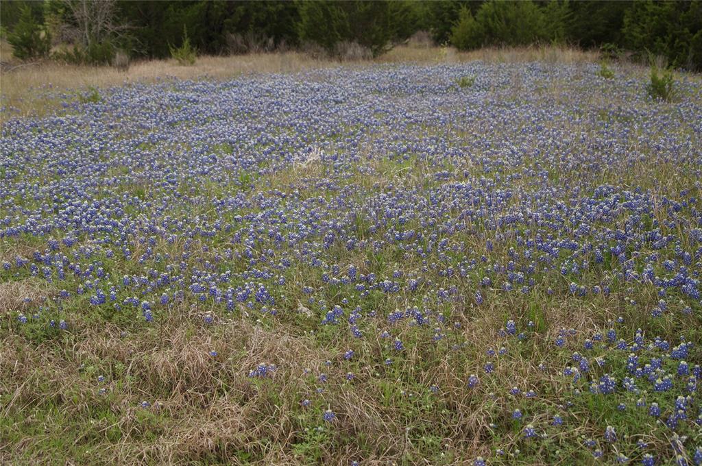 1198 South Clark Road Cedar Hill, TX 75104 - Photo 24 of 33 a view of a yard with a tree