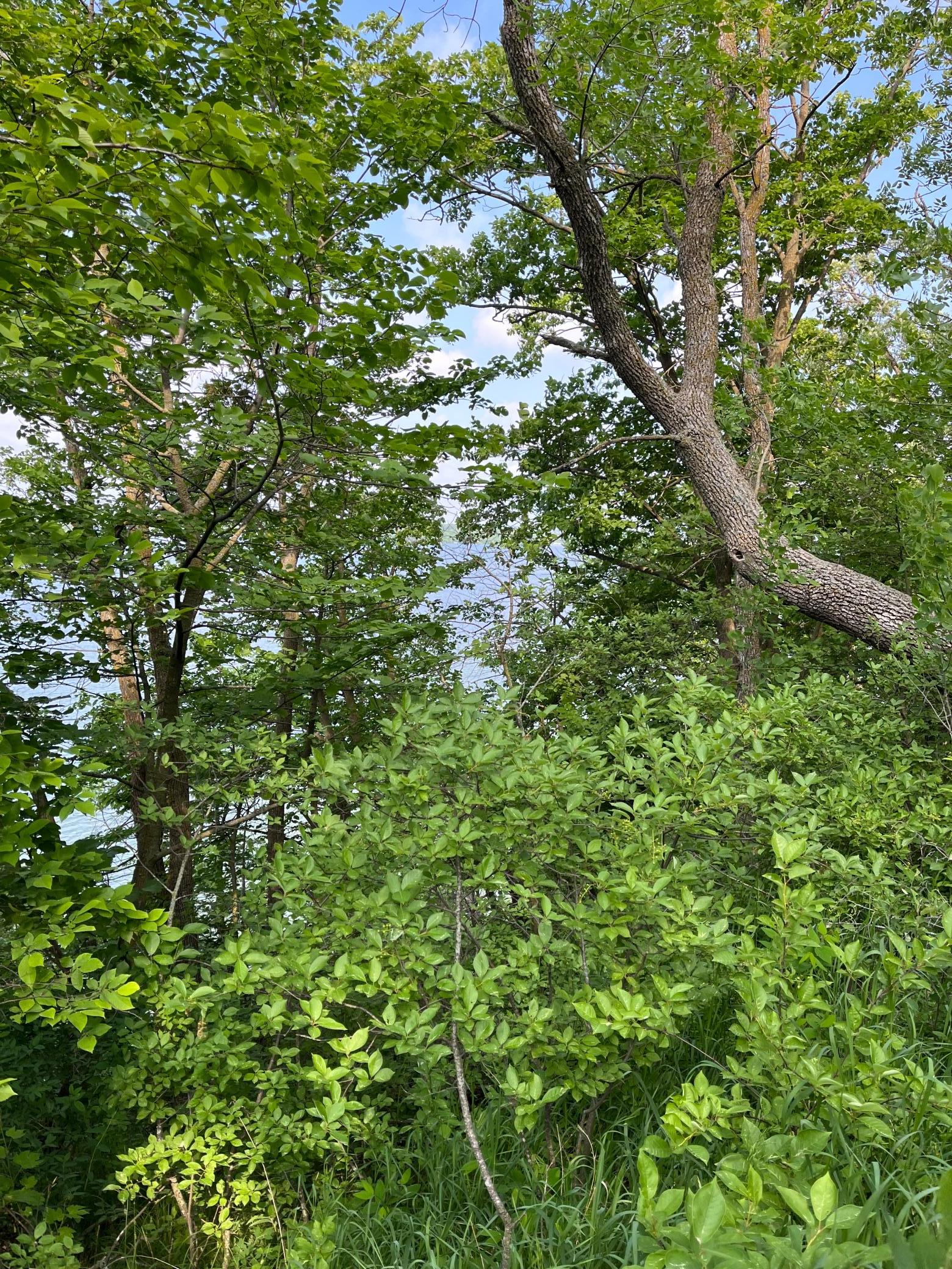Tbd Wild Rose Trail Frazee, MN 56544 - Photo 12 of 25