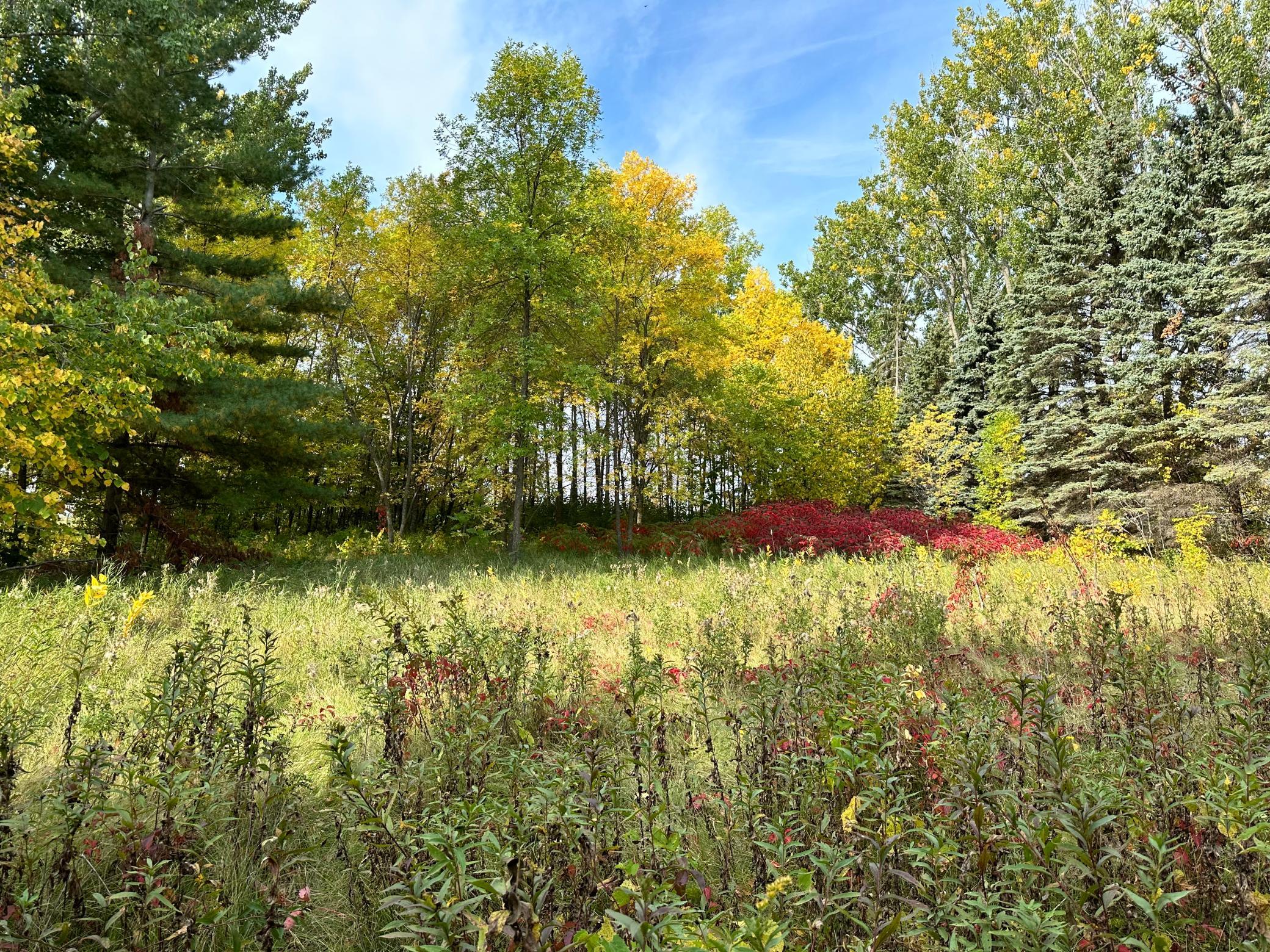 Tbd Wild Rose Trail Frazee, MN 56544 - Photo 16 of 25