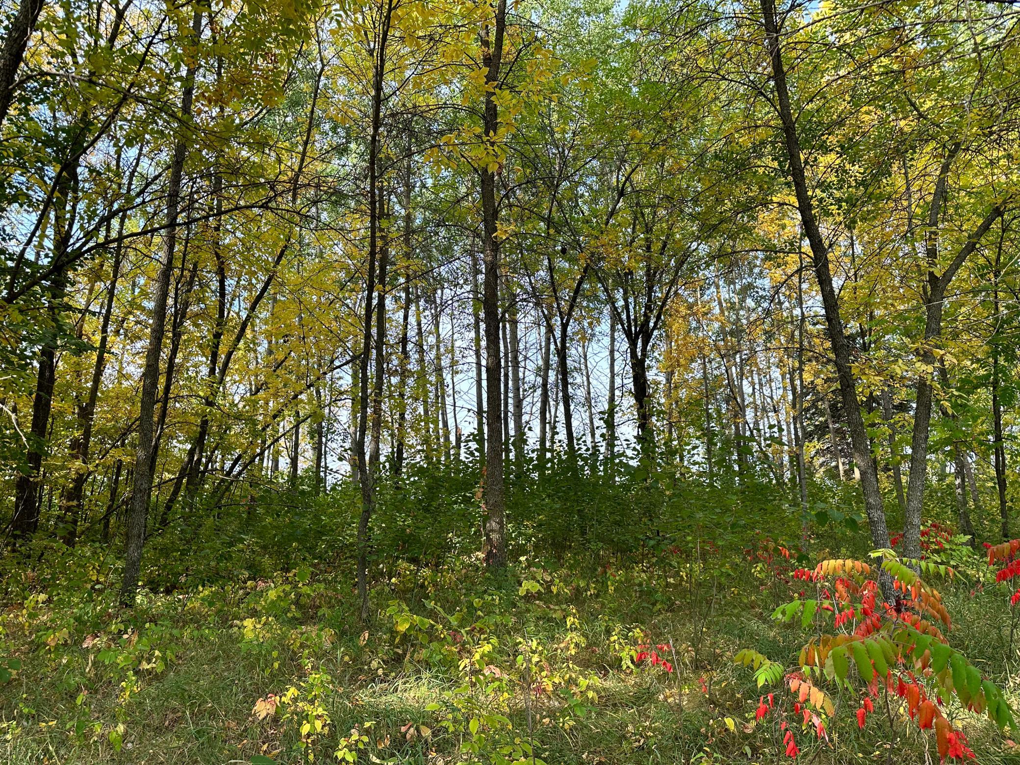 Tbd Wild Rose Trail Frazee, MN 56544 - Photo 18 of 25