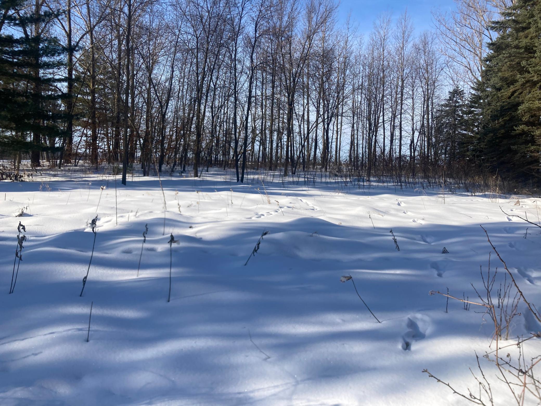 Tbd Wild Rose Trail Frazee, MN 56544 - Photo 22 of 25