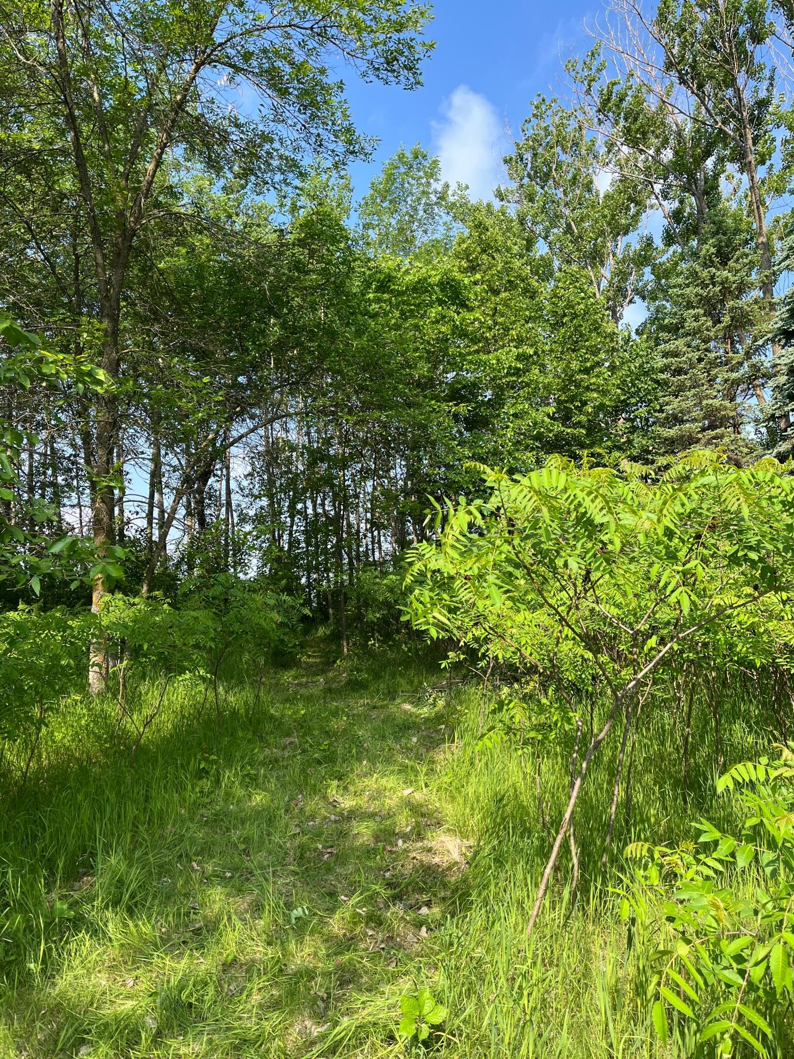 Tbd Wild Rose Trail Frazee, MN 56544 - Photo 5 of 25
