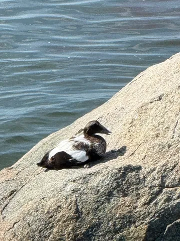 $2,950 | 147 Nahant Road, Unit 2, Nahant, MA 01908