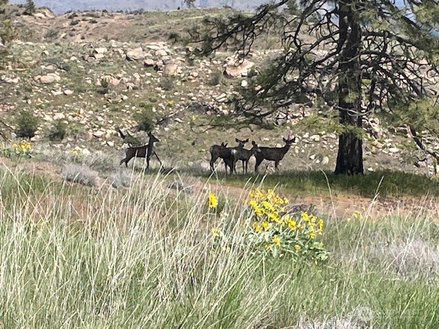 2 Hart Road Davenport, WA 99122 - Photo 2 of 14