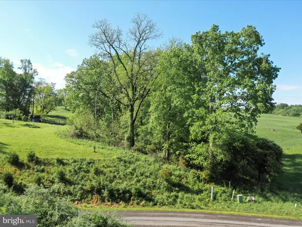 a view of a lush green forest