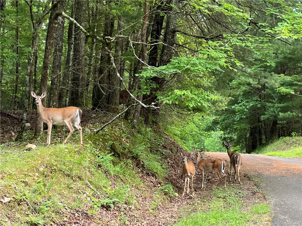 223 Denny Ridge Road Jasper, GA 30143 - Photo 45 of 54 a backyard of a house with table and chairs wooden fence