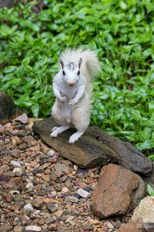 a view of a yard with plants and a bench