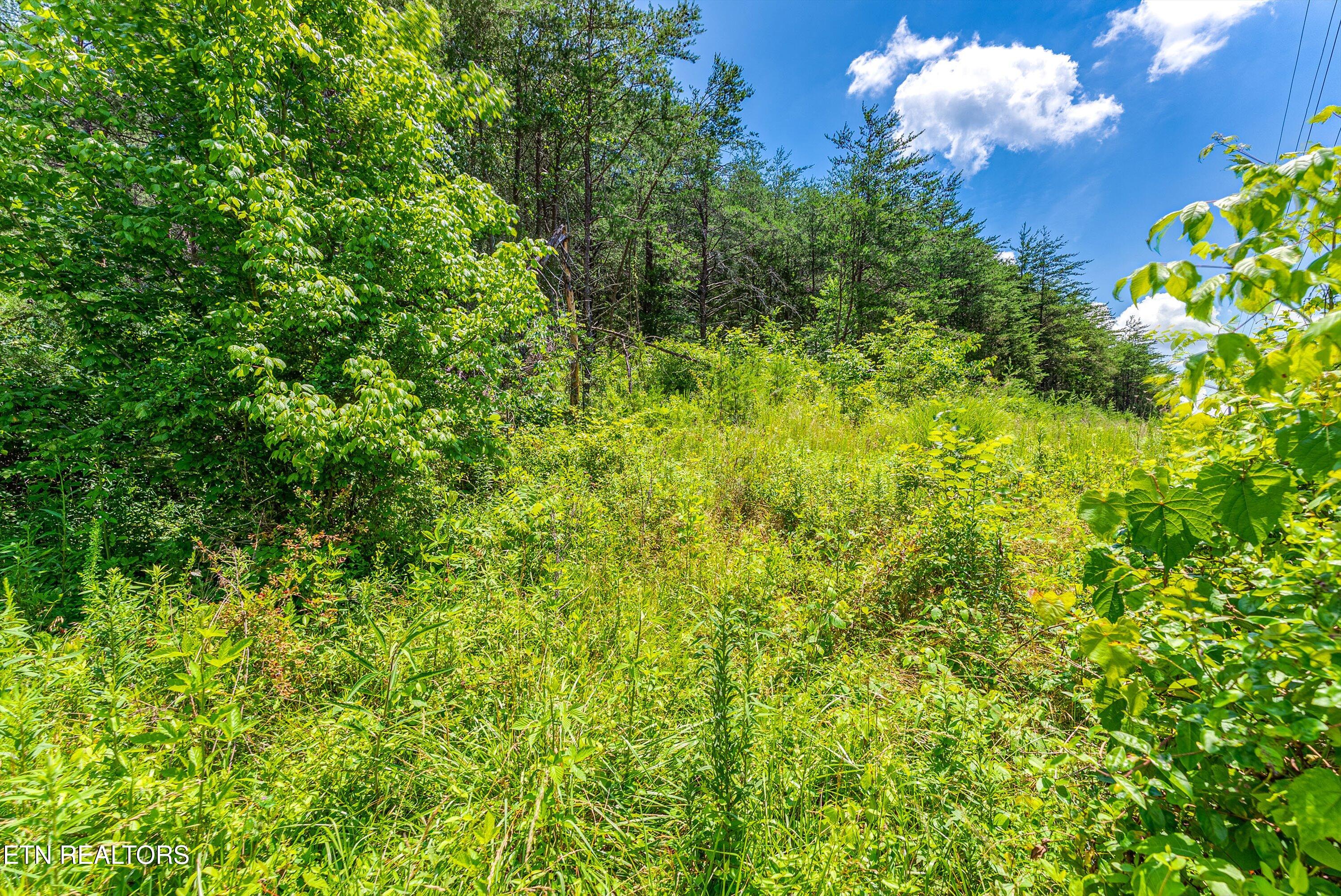 2165 Smelcer Road Parrottsville, TN 37843 - Photo 2 of 18 19-Ground A4