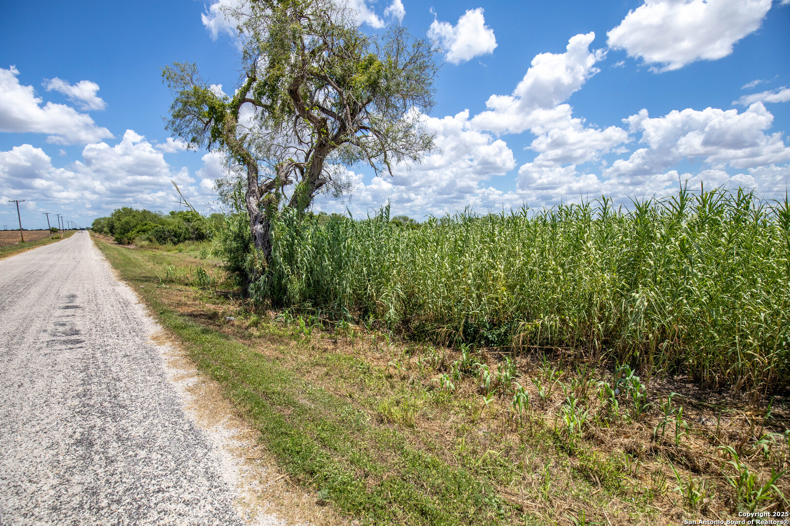 0 County Road 647 Mathis, TX 78368 - Photo 13 of 47 a view of a garden with plants and large trees