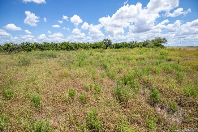a view of a yard with a tree