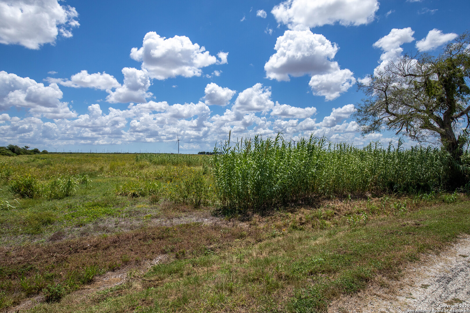0 County Road 647 Mathis, TX 78368 - Photo 43 of 47 a view of a bunch of flowers in middle of the green field