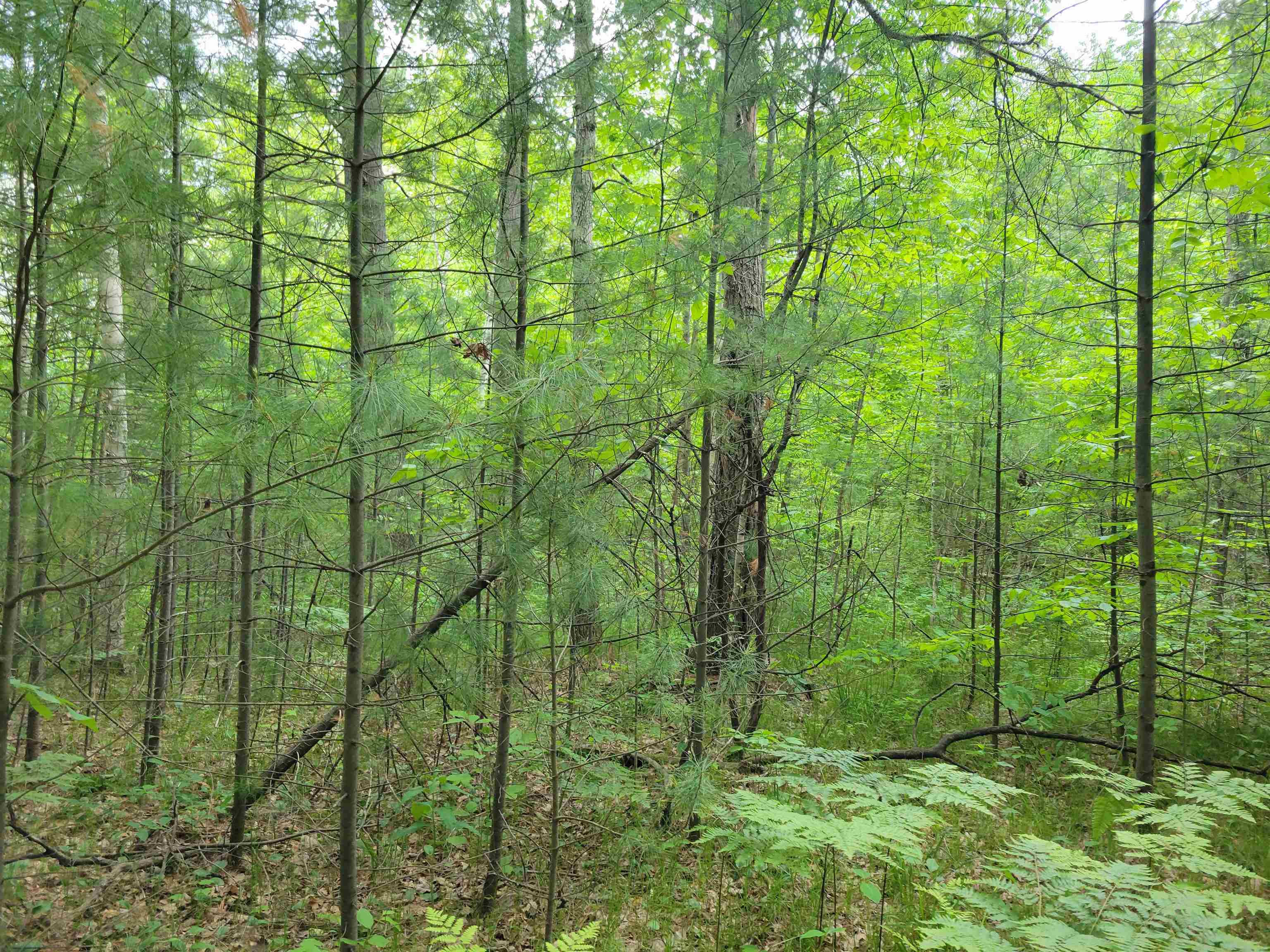 2 Simpson Trail Harrison, MI 48625 - Photo 5 of 6