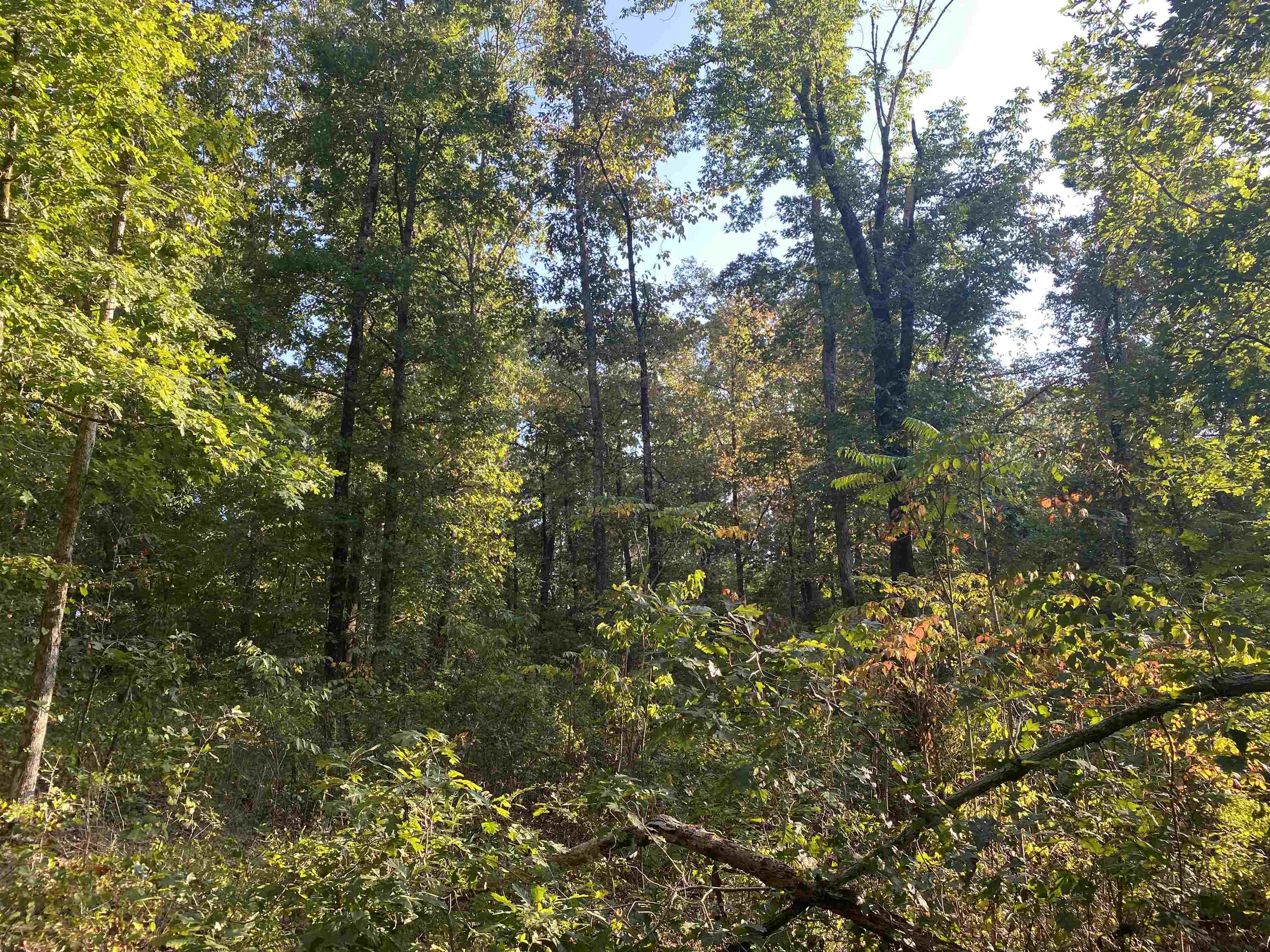 0 Airport Road Selmer, TN 38375 - Photo 2 of 11 Gallery Image 2