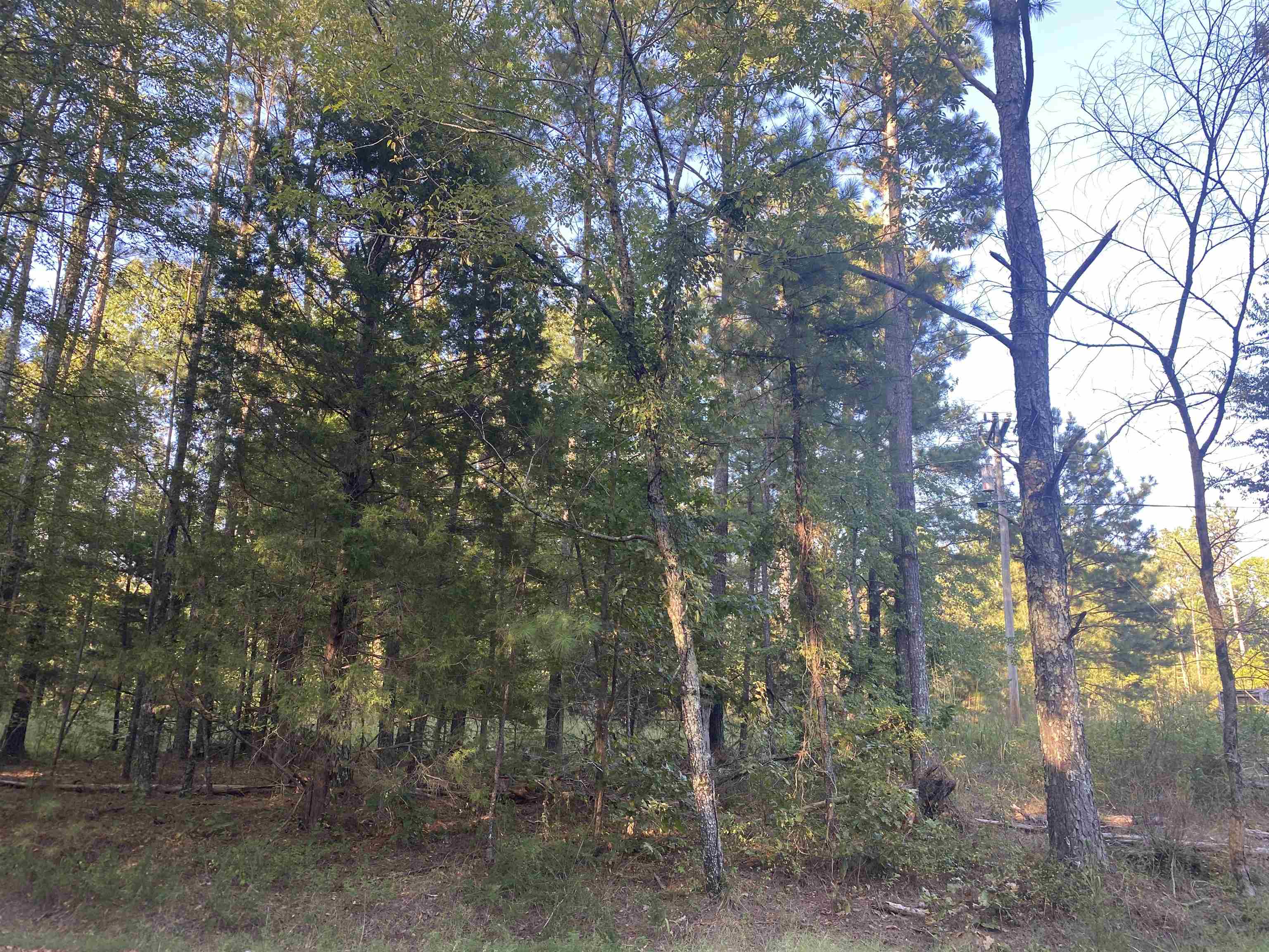 0 Airport Road Selmer, TN 38375 - Photo 3 of 11 Gallery Image 3