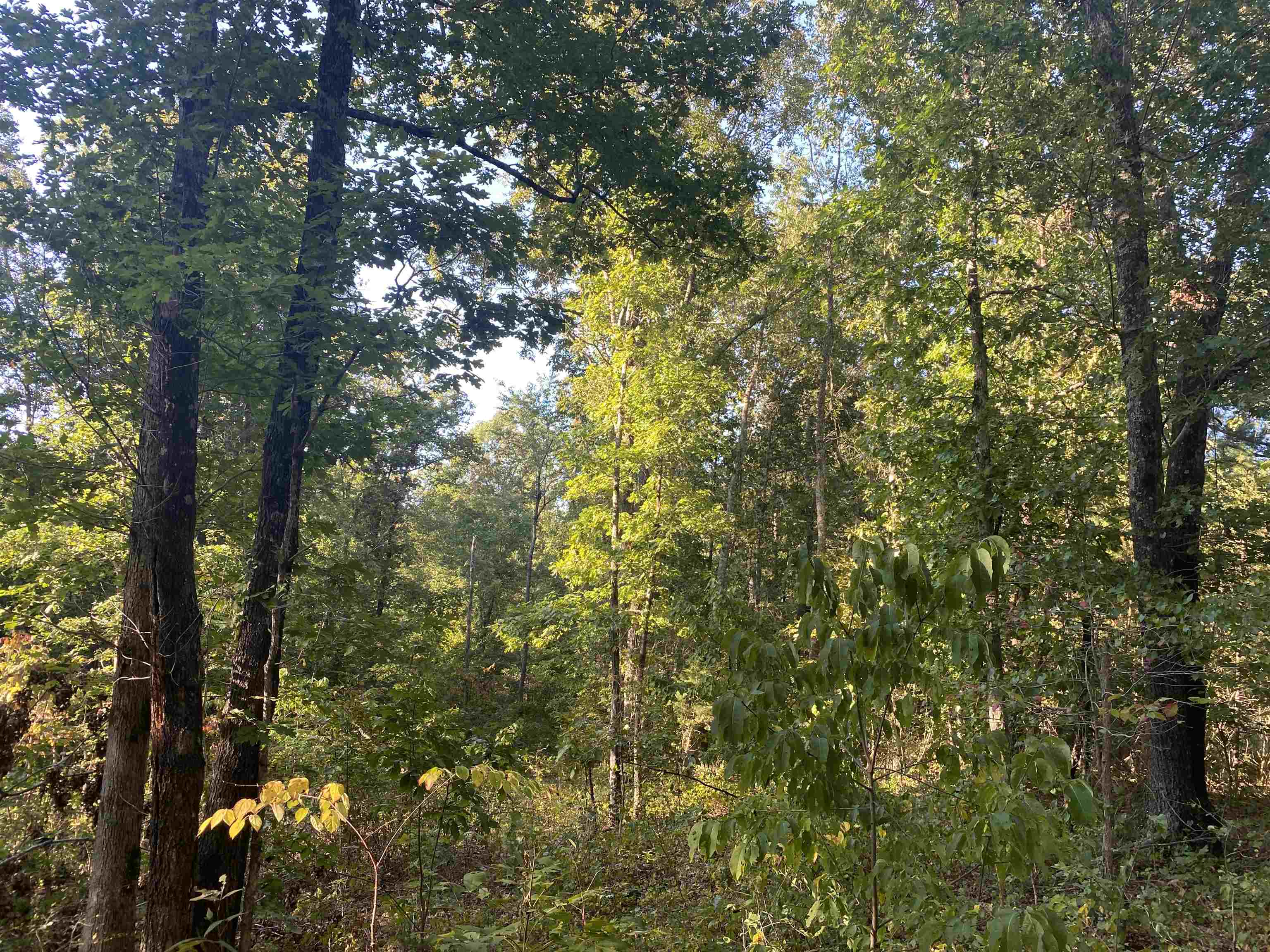 0 Airport Road Selmer, TN 38375 - Photo 8 of 11 Gallery Image 8