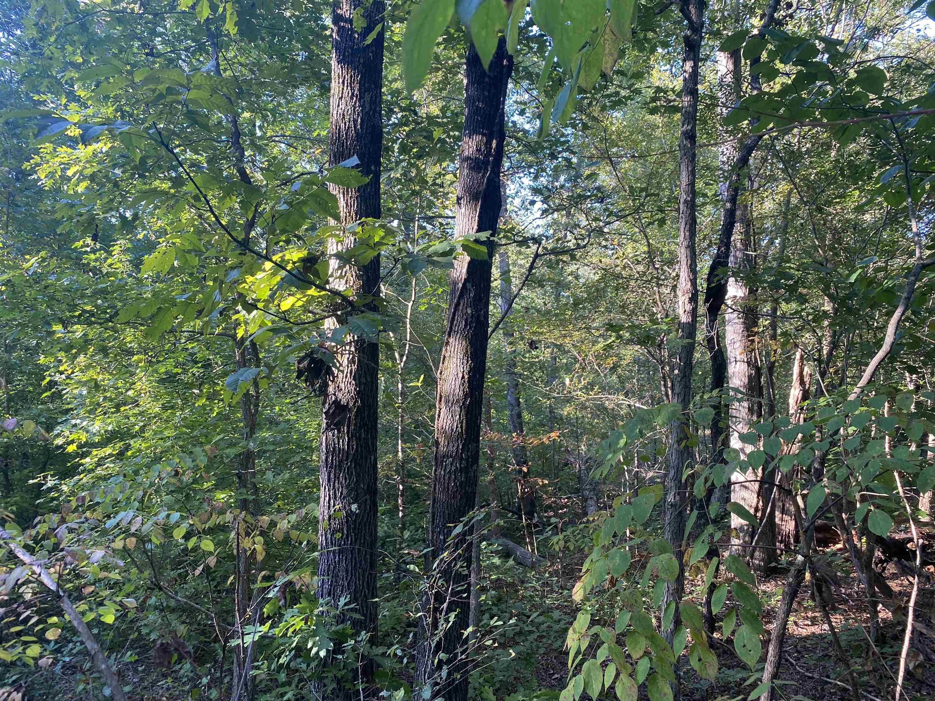 0 Airport Road Selmer, TN 38375 - Photo 10 of 11 Gallery Image 10