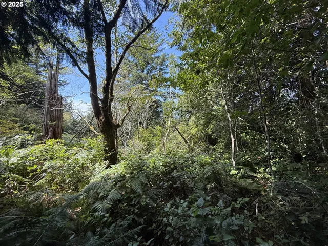 a view of a forest with a tree