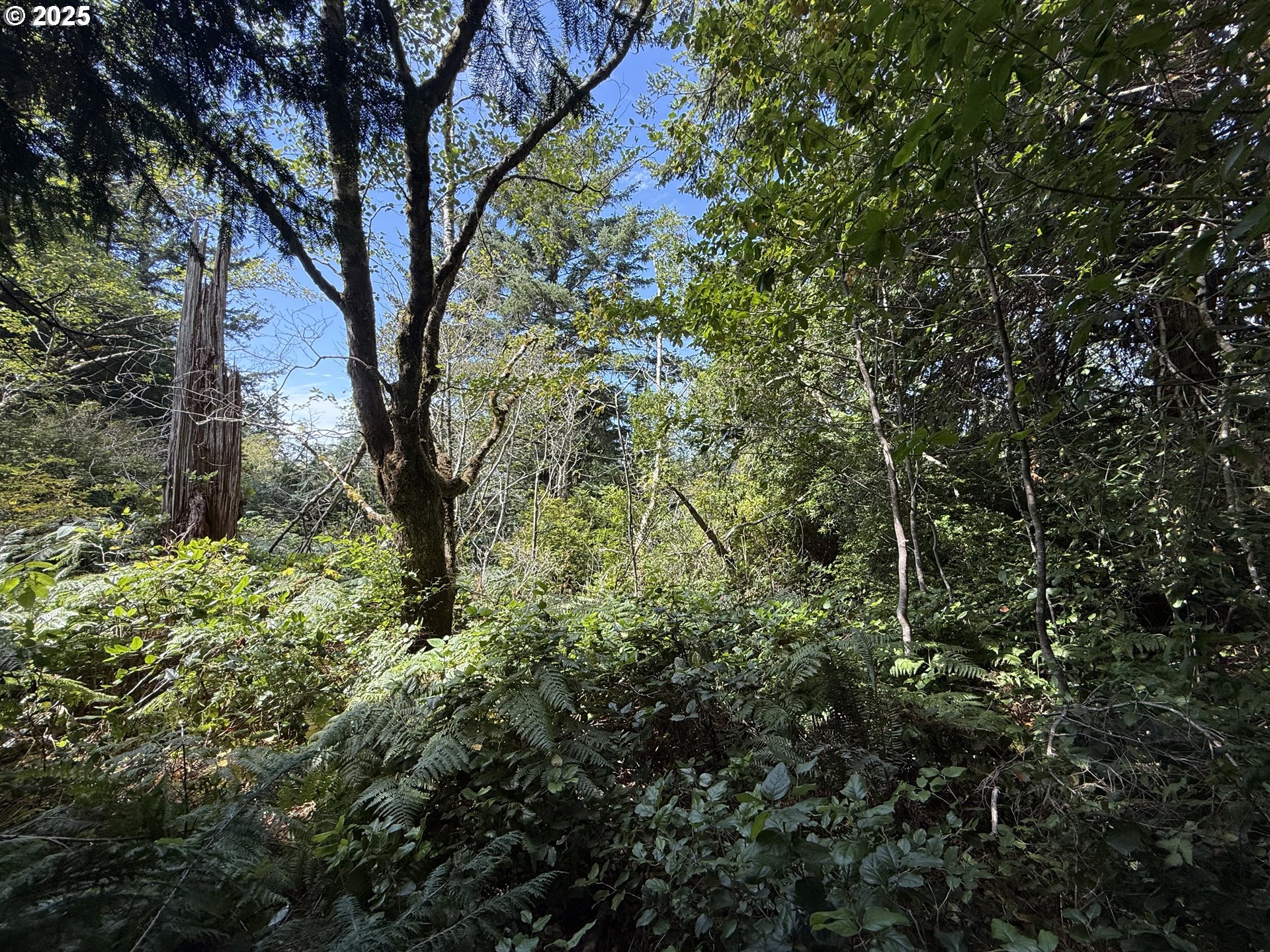 a view of a forest with a tree